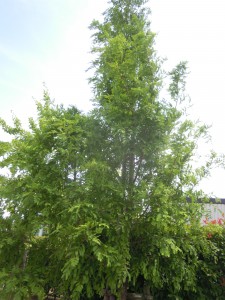 DSCN8239