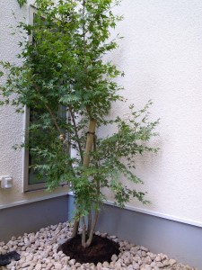 DSCN4519