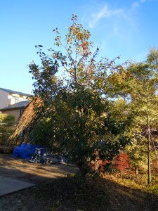 DSCN4682