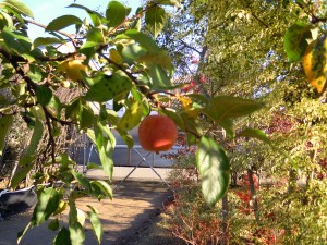 DSCN4683