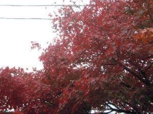 DSCN7746