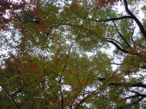 DSCN7747