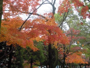 DSCN7748