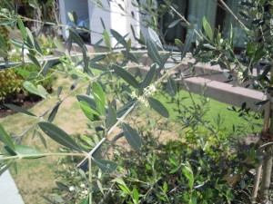 DSCN1386