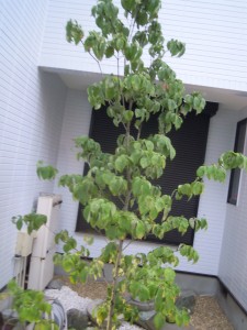DSCN2216