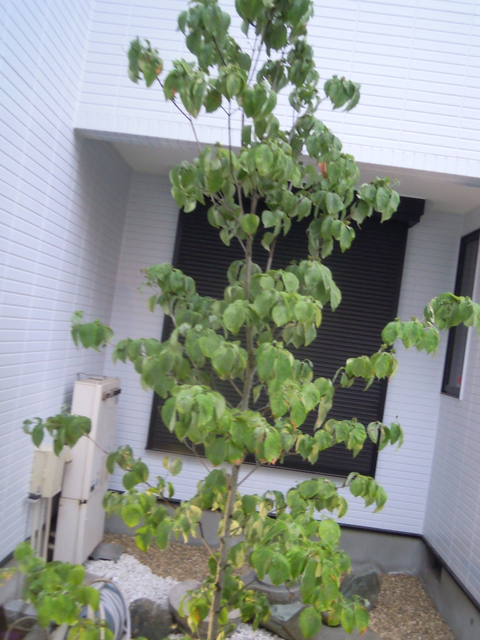 大阪 豊中市 植栽 ﾊﾅﾐｽﾞｷ うどん粉病 ｵﾘｰﾌﾞ 色々 樹齢0年 の ｵﾘｰﾌﾞ フジ エクステリアの庭ブログ