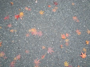 DSCN8599