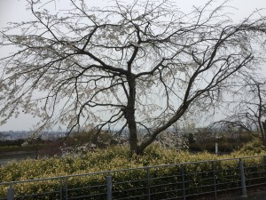 IMG_6916