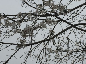 IMG_6917