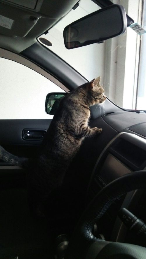 車に乗る猫　キジトラ