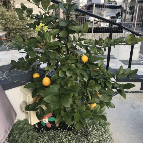 レモンの木 フジ エクステリアの庭ブログ