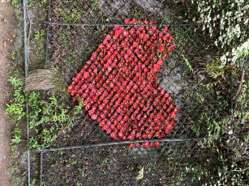 箕面大滝の椿で作られたハートマーク
