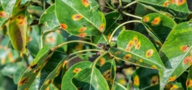 樹木の病気の種類 大阪 豊中市の造園 外構 エクステリアのフジ エクステリア