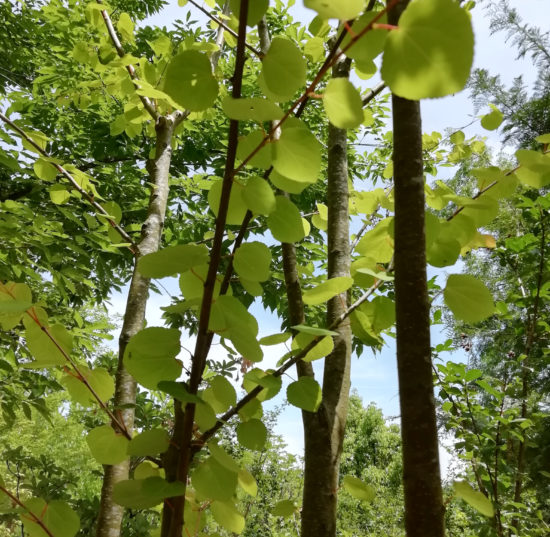 ハート形の葉の落葉樹　カツラ