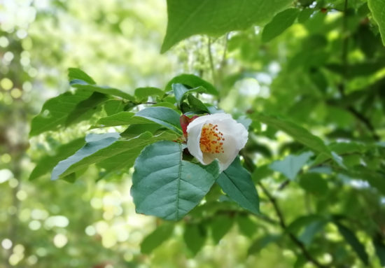 夏に咲く白い椿　ヒメシャラ（夏椿）