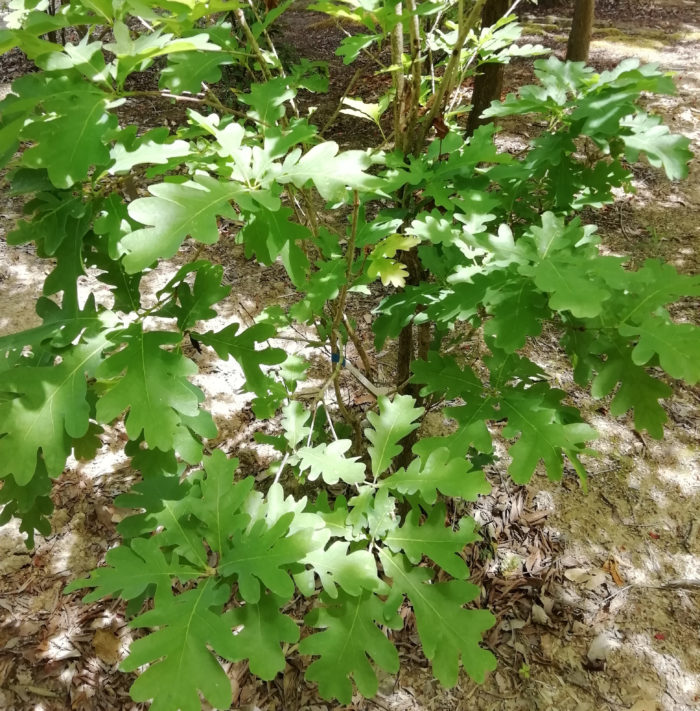 ヒューケラ 大阪 豊中市の造園 外構 エクステリアのフジ エクステリア