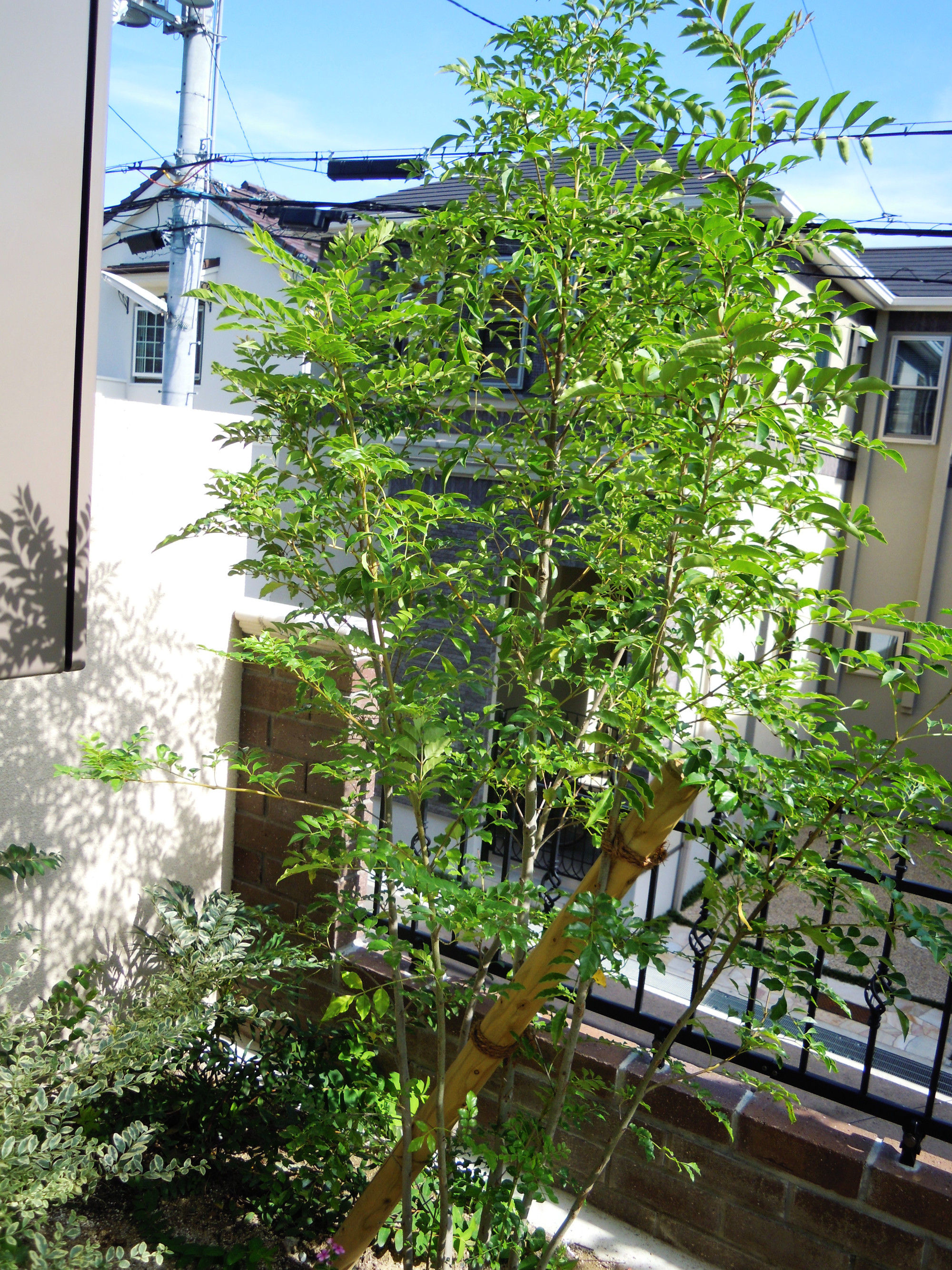 日本の夏でも大丈夫 暑さに強い樹木 大阪 豊中市の造園 外構 エクステリアのフジ エクステリア