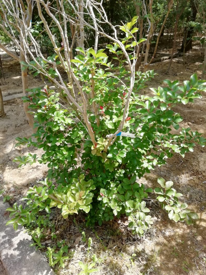 サルスベリ　夏祭り　暑さに強い樹木　夏の花