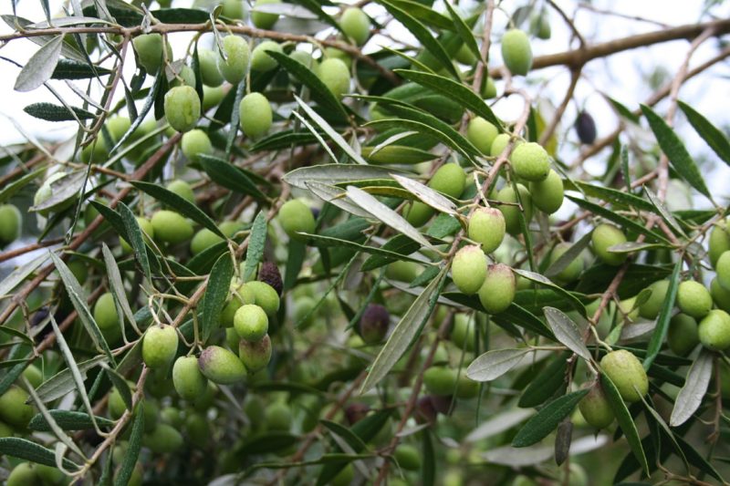 オリーブの木　olive