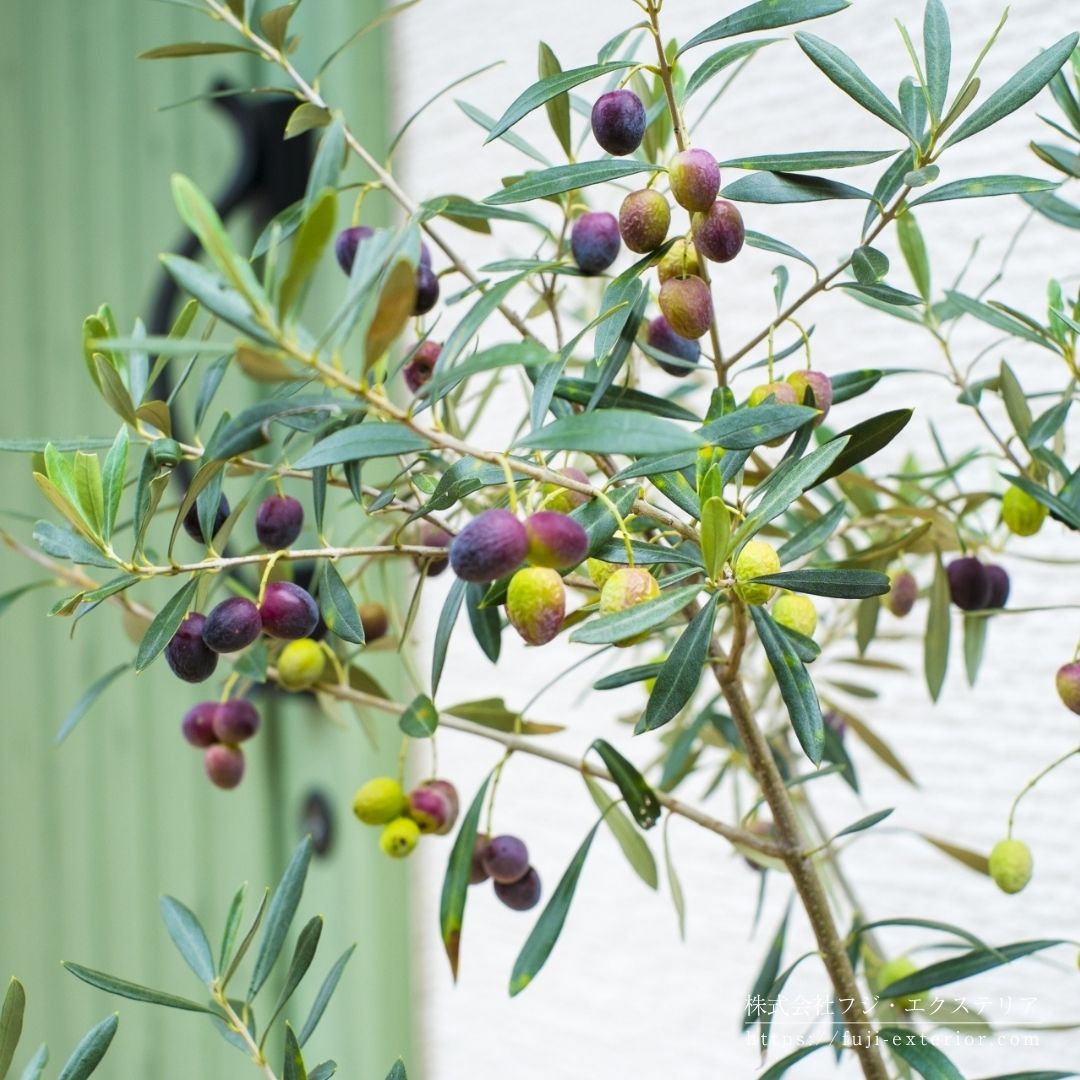 庭に植えたオリーブの木。実がなった状態。