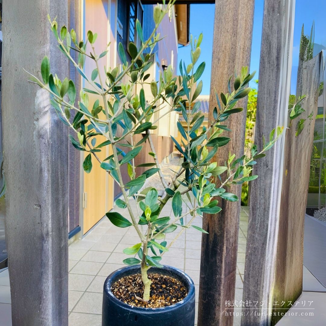 オリーブの木の鉢植え