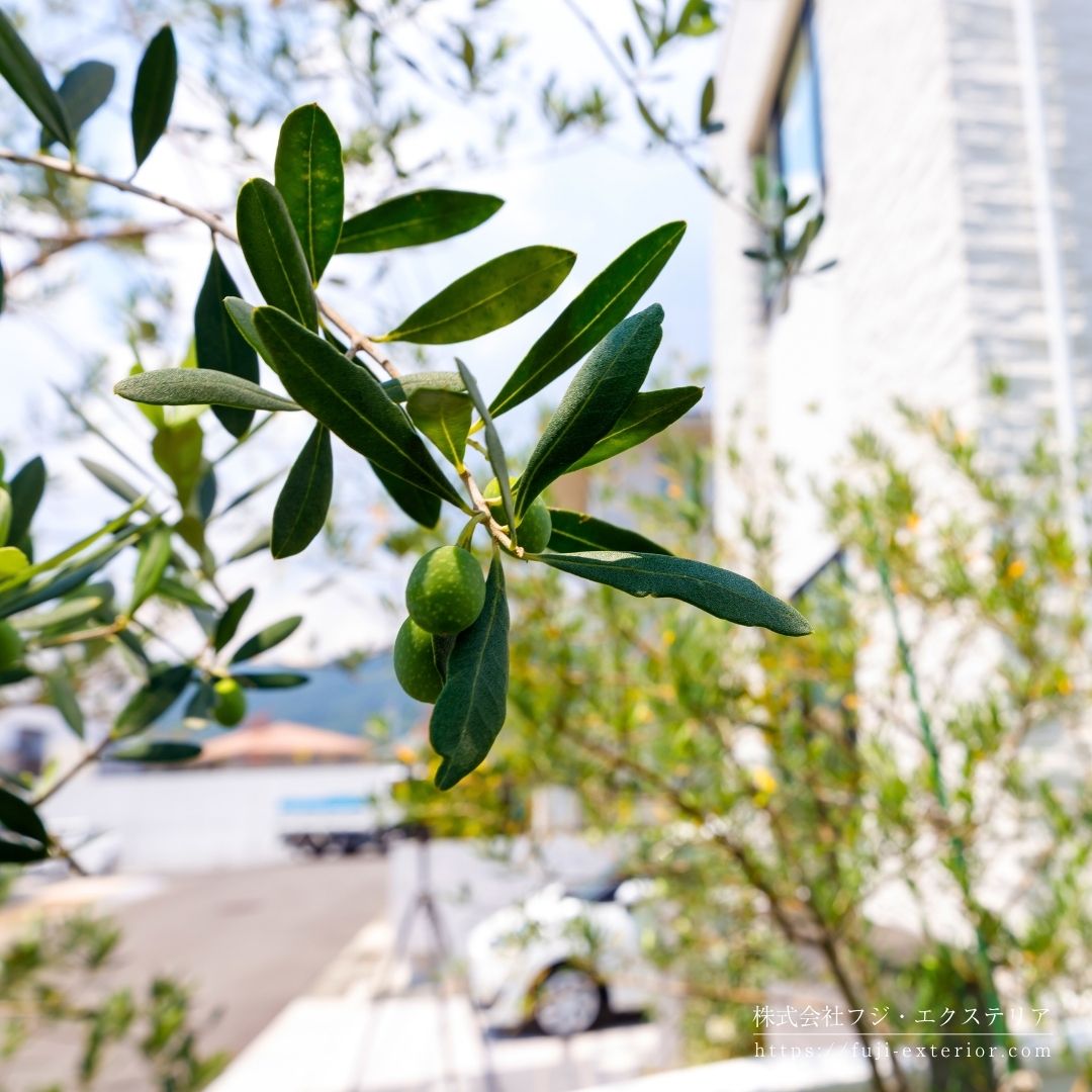 庭に植えたオリーブの木。実がなった状態。