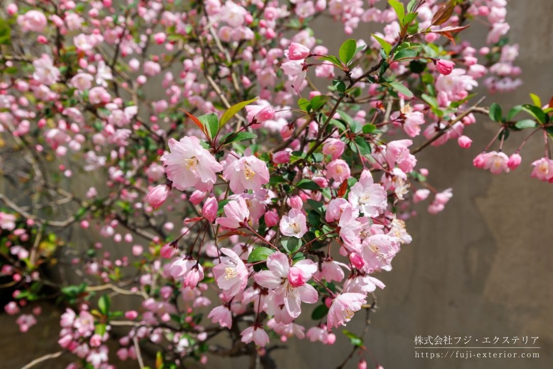 新しい庭に植えられて鮮やかに咲き誇る美しい景色。この場所に植えられた帰ってこれたと樹々の歓喜の声が聞こえて来そうです。