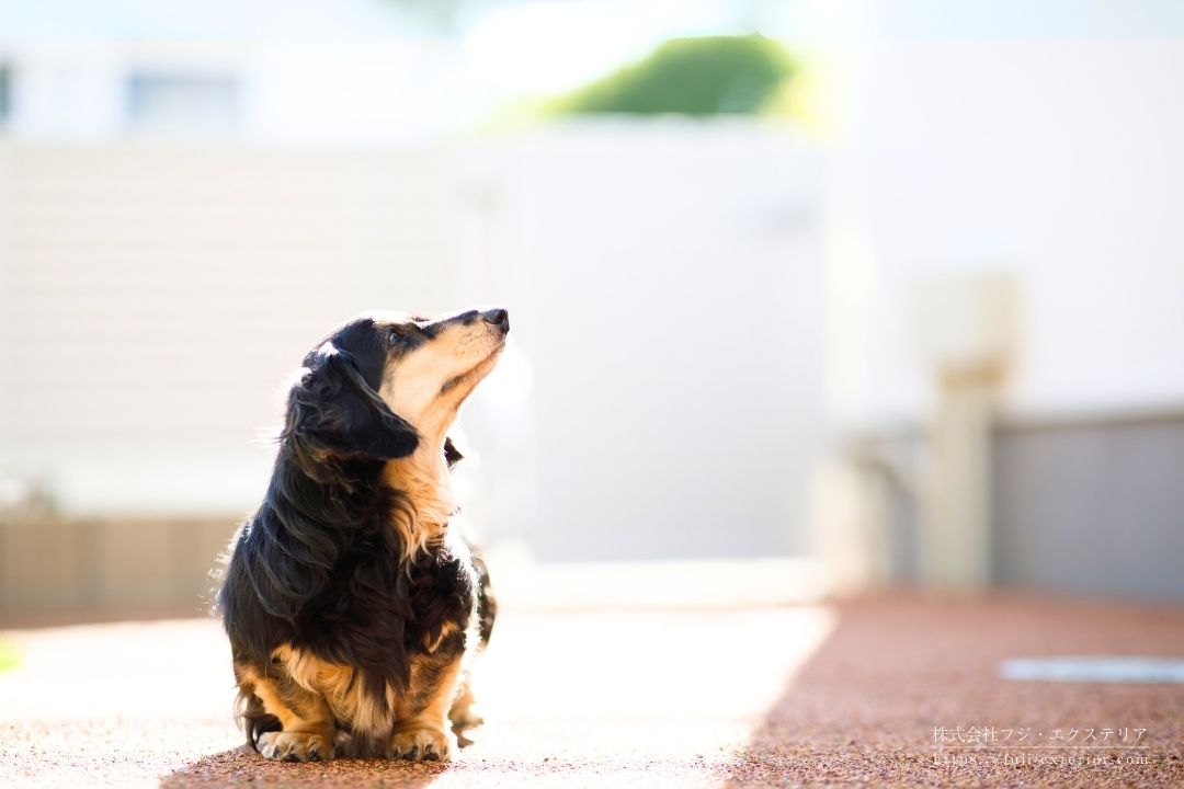 ワンちゃんが歩くスペースは四国化成チップロードでゴムチップ舗装仕上げ。ワンちゃんの足に優しく、お施主様の愛情が溢れています。