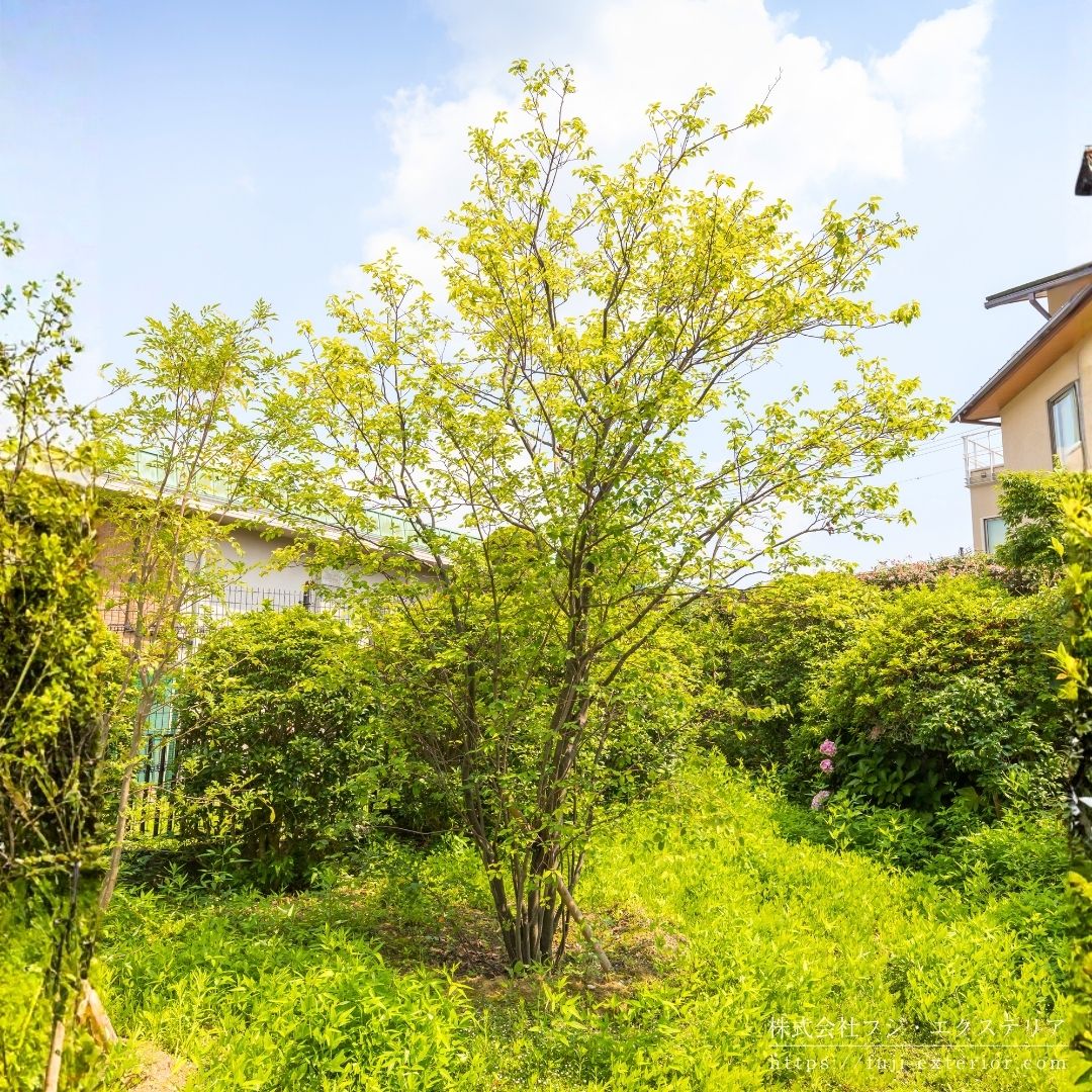 お庭のメインツリーには、こちらも珍しく豪華な印象のジューンベリー株立 4m。職人さんには、大変な苦労をして頂きましたが価値ある1本です。