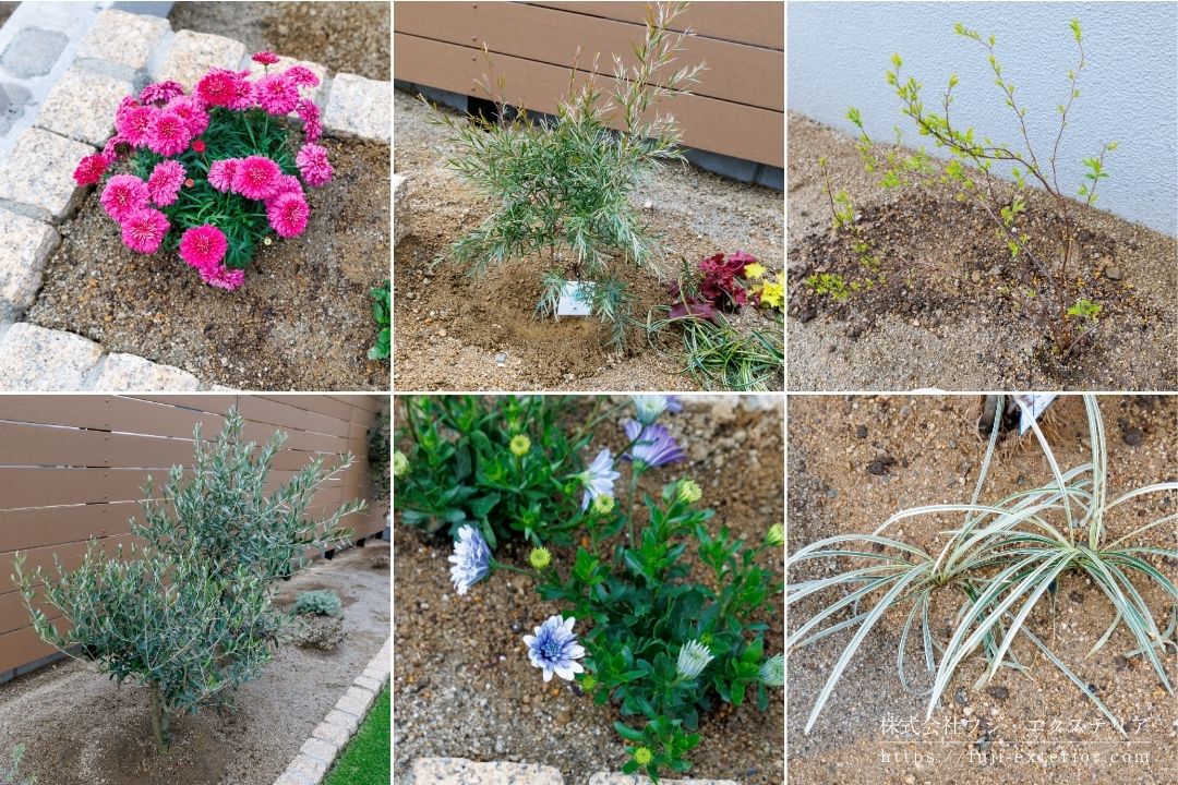 シルバーティーツリーやオリーブを植えたナチュラルガーデン施工例
